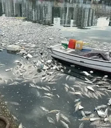 Liman ölü balıklarla doldu, mahalleyi koku sardı