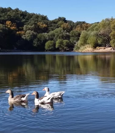 İzmir'in saklı cenneti Karagöl'de sonbahar renkleri büyülüyor!