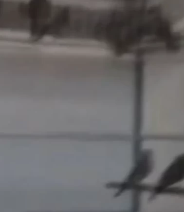 Ankara’da saka kuşu yetiştirip sattı