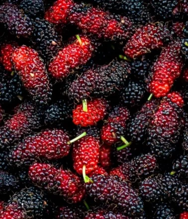 Rüyada Dut Görmek Ne Anlama Gelir?