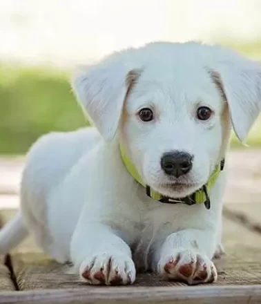 Rüyada köpek yavrusu görmek ne anlama gelir? Rüyada köpek yavrusu sevmek nasıl yorumlanır?