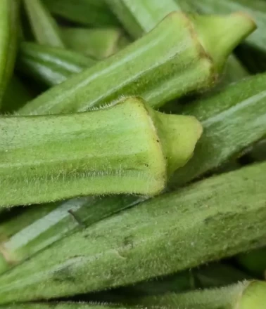 Dondurucu dostu taze bamya saklama rehberi