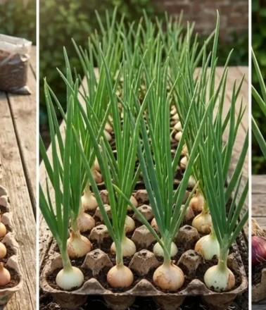 100’lük yumurta kolisinde pratik ve ekolojik soğan tarımı!