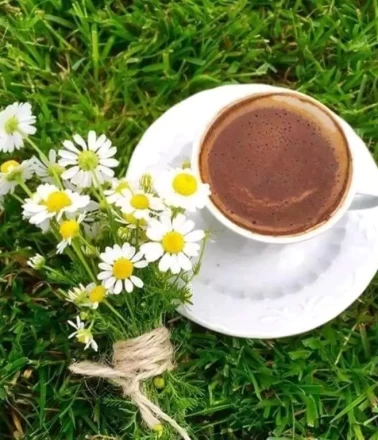 Papatya kahvesi nedir?