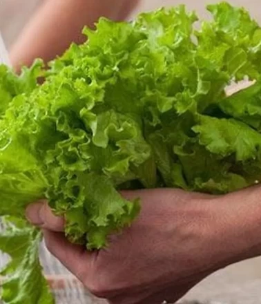 Marul alanlar dikkat! Dev salgının arkasından Cyclospora çıktı