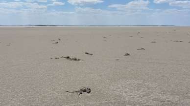 Şoke eden görüntü! Yüzlercesi ölü bulundu