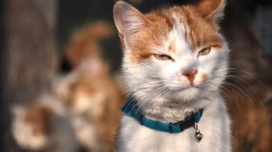 Enkazlardan kurtarılan kedi ve köpekler sahiplerini bekliyor