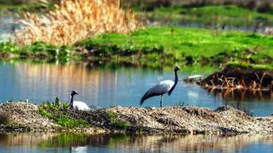 Nesli tehlike altında: Telli turnalar Amasya'da yuva yaptı