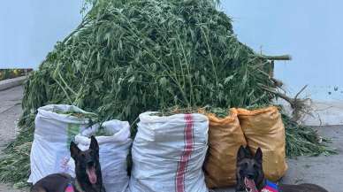 Denizli’de 72 kilo kubar esrar ve 360 kök kenevir ele geçirildi