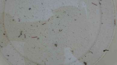 Musluklardan kurtçuk aktı