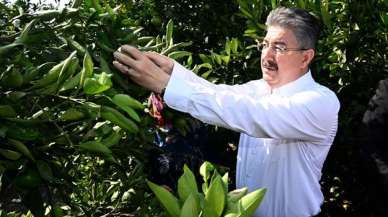 Osmaniye'de erkenci mandalinanın hasadı başladı