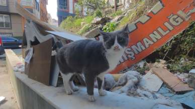 Sultangazi’de kayıp kedileri bulmak için camiden anons yapıldı