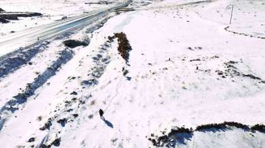 Iğdır’da kar yağışı sonrası hayvan sürülerinin zorlu kış dönüşü başladı