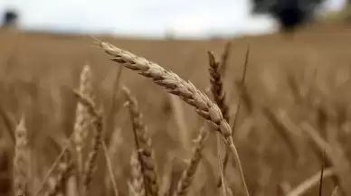 Tarım ve gıda ürünleri ihracatında rekor