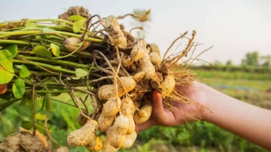 Günde bir avuç tüketmeniz yetecek