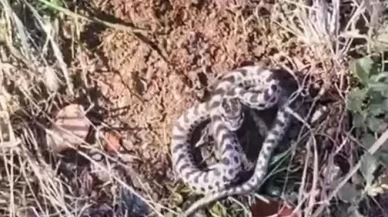 Mantar ararken karşılaştı