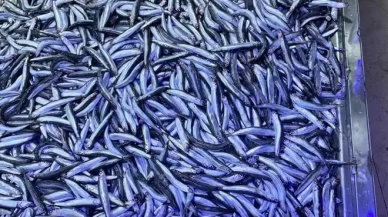 Hamsi bolluğu yaşanıyor!