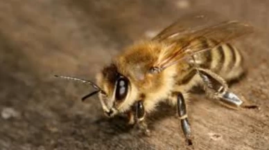 Gerçek anlamı şaşırttı!