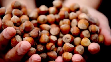 Karadeniz’de fındık piyasası hareketlendi: Giresun zirvede