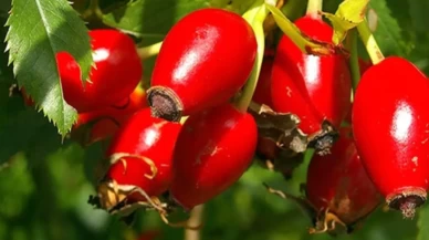 Sadece çayı değil, Yemeği de şifa saçıyor!