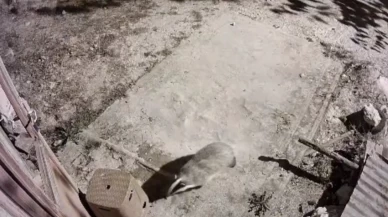 Elazığ’da bal porsuğu ve sansar kameraya yakalandı