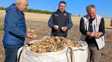 Beyşehir’de patates üreticisinin artan üretimle yüzü güldü