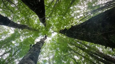 Istranca ormanları sonbaharda renk cümbüşüyle büyülüyor