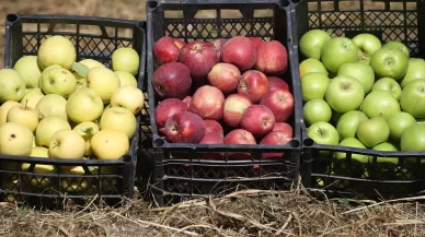 Türkiye-Ermenistan sınırında organik elma üretimi: Kars’ın Halıkışlak Köyü rekolteyle dikkat çekiyor