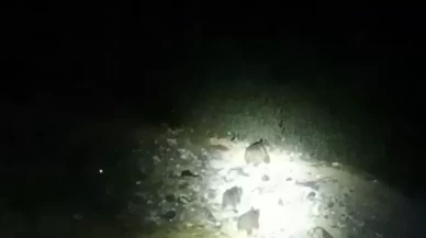 Çukurca'da yola inen ayı ailesi görüntülendi