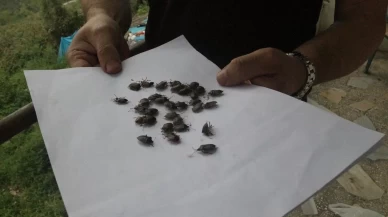 Kahverengi kokarca zararlısına karşı 1 milyondan fazla hane ilaçlandı