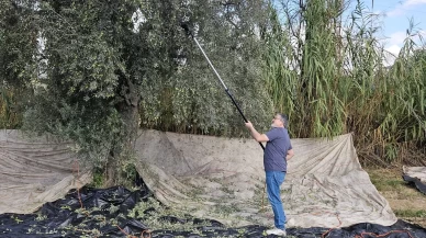 Aydın’da yağışların ardından zeytin hasadı başladı