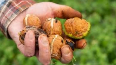 İşte evde uygulanabilecek en basit çözüm