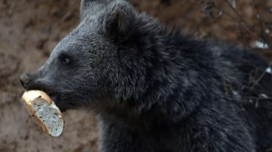 Küre’de yavru ayılar ilgi odağı oldu