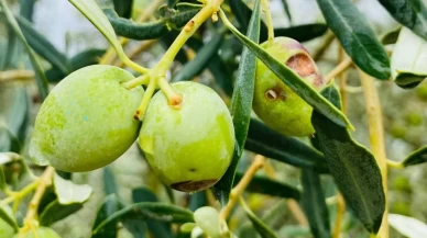 Manisa’da zeytincilere çifte uyarı