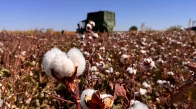 Şanlıurfa'da beyaz altın hasadı başladı