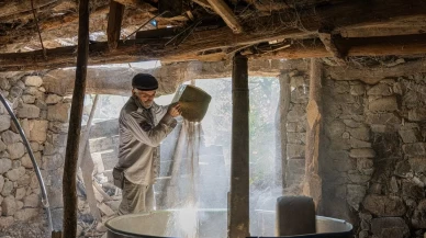 Artvin Yusufeli’nde çeltik hasadı başladı