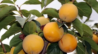 Herkes faydalı sanıyordu ama… Hiç bilmediğiniz zararları ortaya çıktı