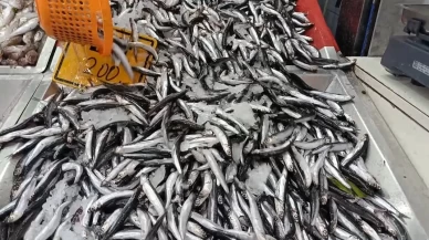 Bartın'da azalan hamsinin fiyatı arttı