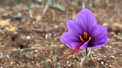 Soğuk hava dünyanın en pahalı baharatında erken çiçek açtırdı