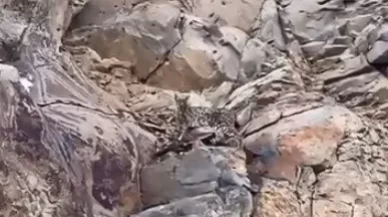 Kars'ta ormanların hayaleti vaşak görüntülendi