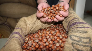 Giresun’da fındık fiyatları haftayı 315 liradan kapattı