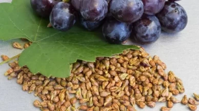 Meğer gençliğin sırrı üzüm çekirdeğindeymiş