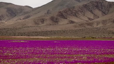 Atacama Çölü’nde görsel şölen: Kurak topraklar çiçeklerle kaplandı