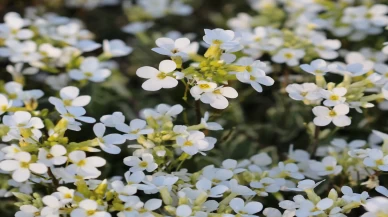 Hangi hastalıklara iyi gelir