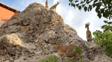 Dağ keçileri yerleşim yerine indi: Doğanın zarif misafirleri kamerada