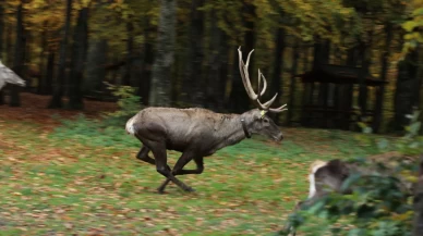 Kocaeli'de Samanlı Dağları'na 7 kızıl geyik bırakıldı