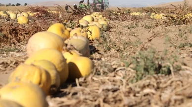 Nevşehir kabak çekirdeğinde rekor büyüme: Ekim alanı ve ihracat katlanarak arttı