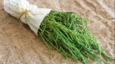 Deniz börülcesi neden bu kadar faydalı? Bilim kanıtladı