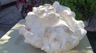 Konya'da 19 kiloluk dev mantar şaşkınlığı