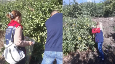 Söke’de hasat öncesi numune alımları yapıldı